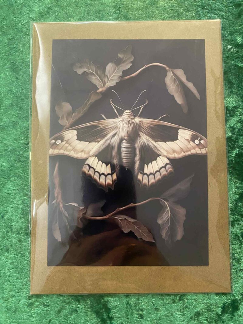 Moth