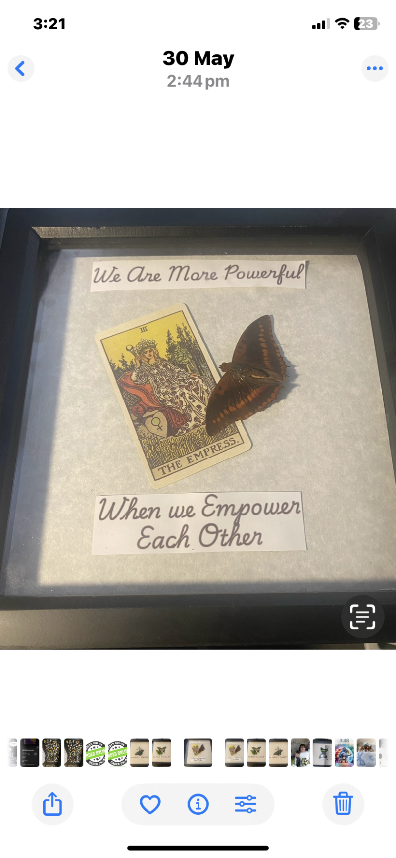 Charaxes Lucretius