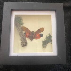Lycorma Delicatura