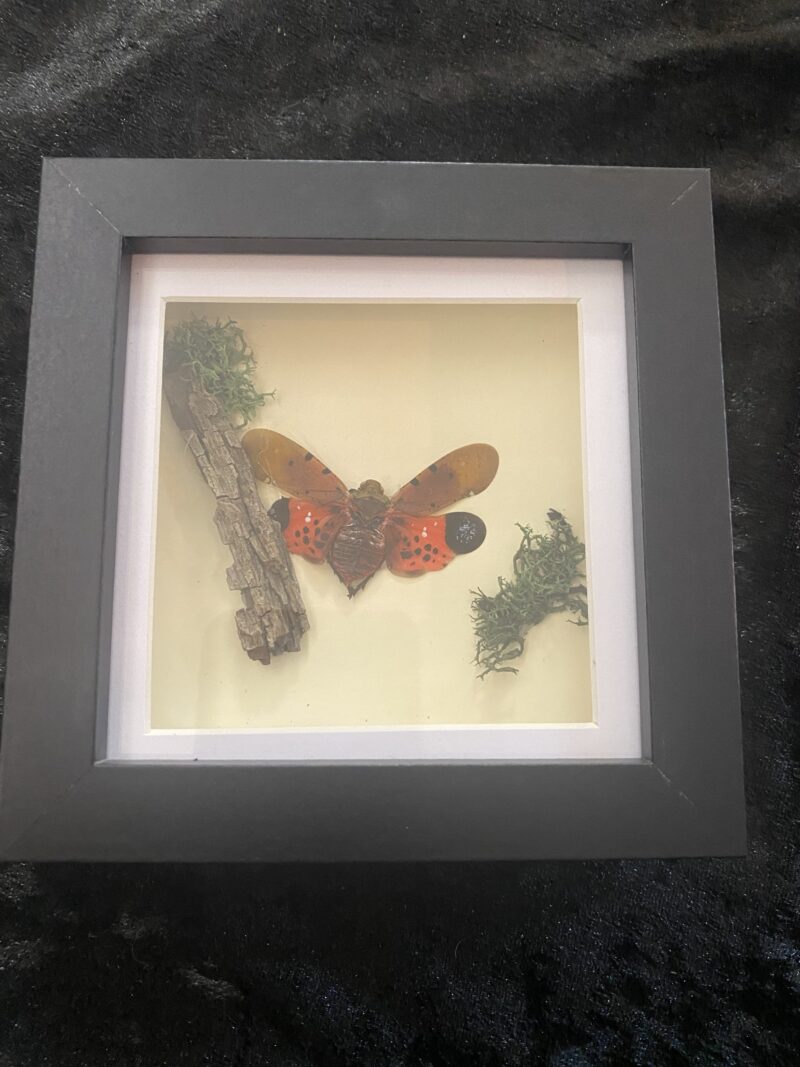 Lycorma Delicatura
