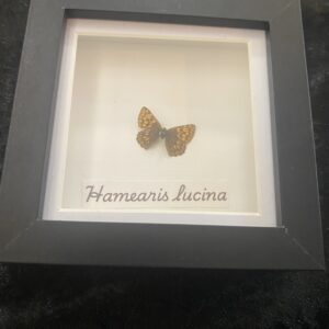 Hamearis Lucina