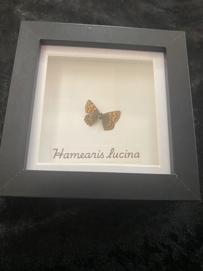 Hamearis Lucina