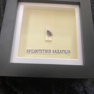 Spilostethus Saxatilis