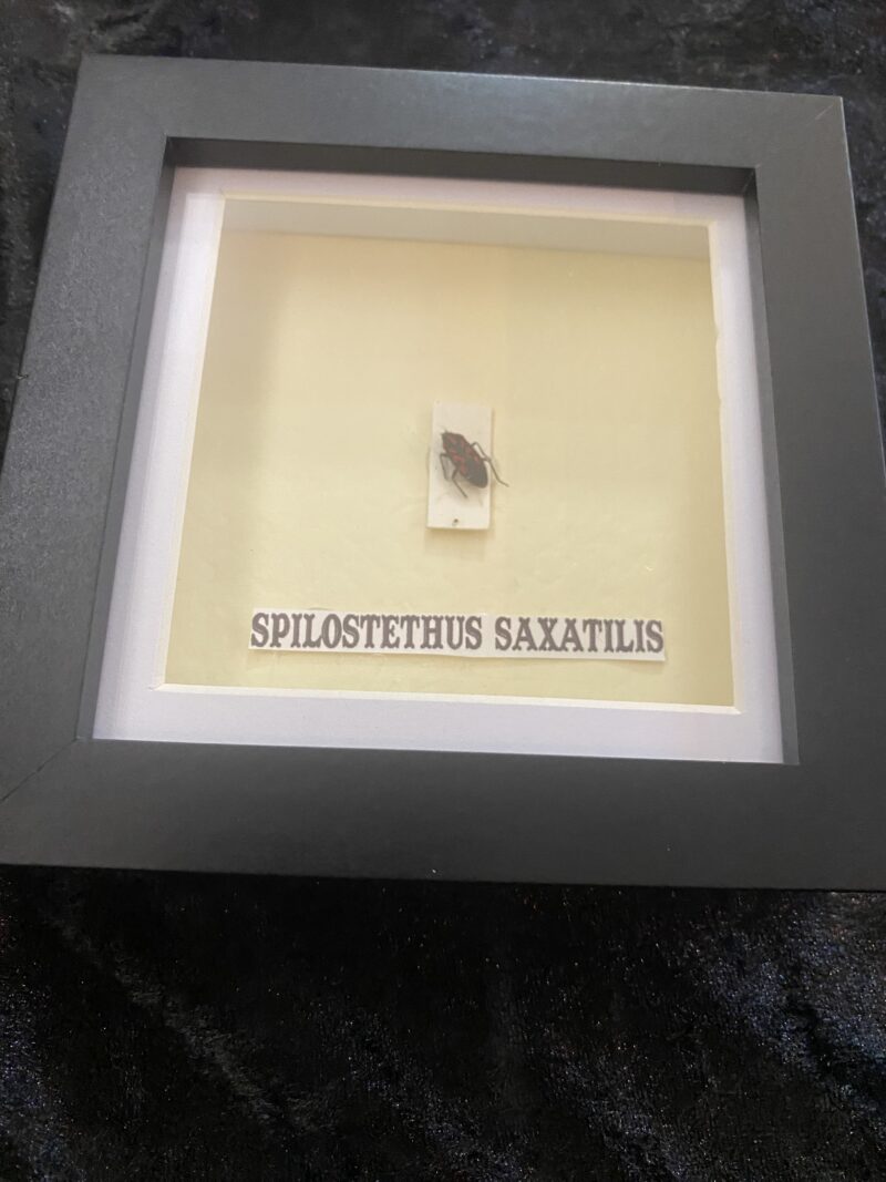 Spilostethus Saxatilis