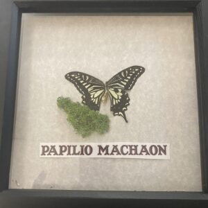 Papilio Machaon