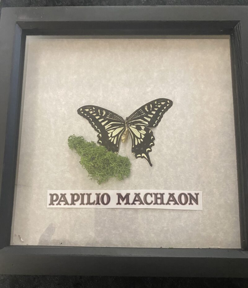 Papilio Machaon