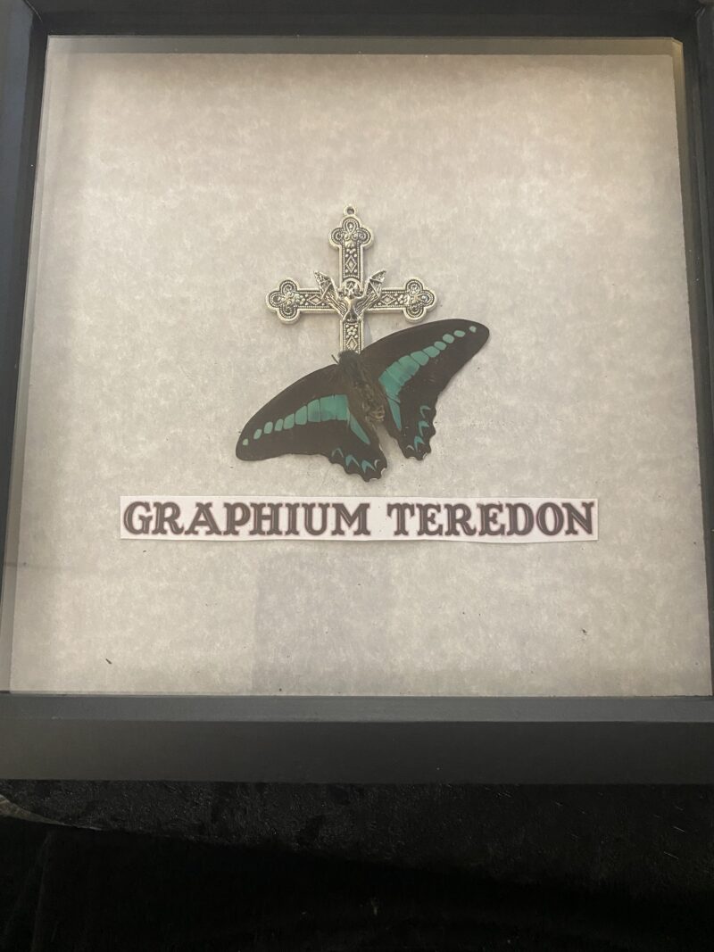Graphium Teredon