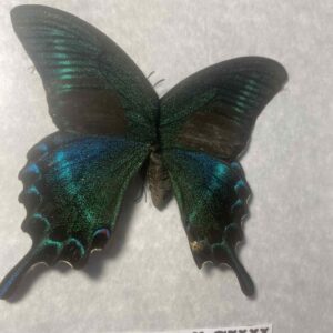 Papilio Maackii