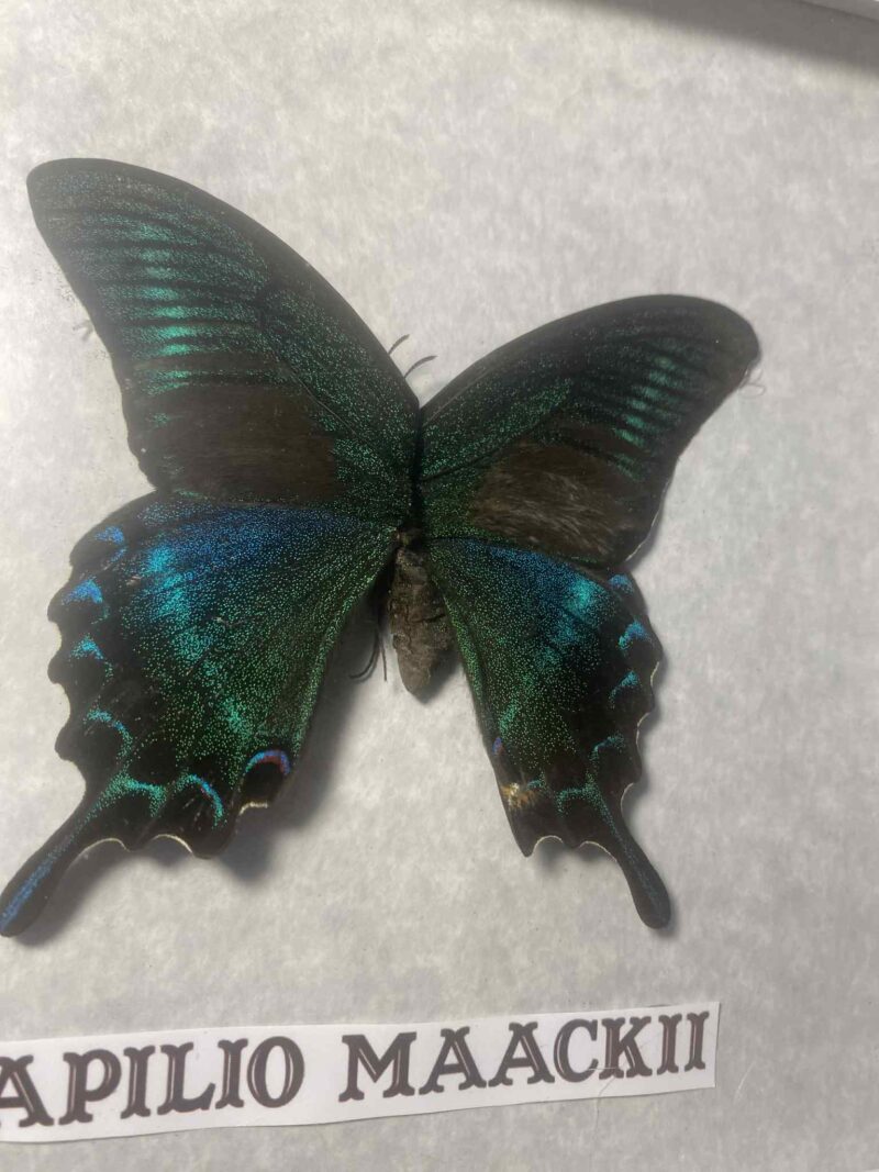Papilio Maackii