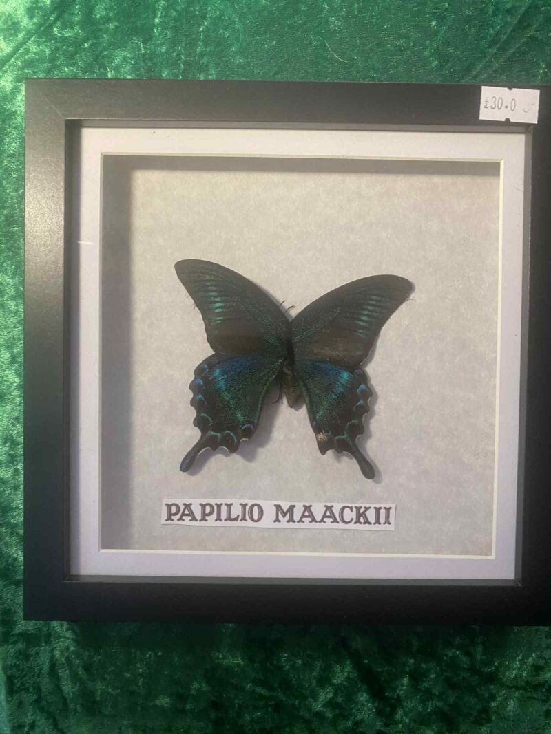 Papilio Maackii - Image 2